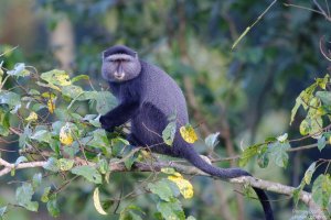 Blue Monkey