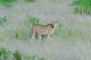 Cheetah