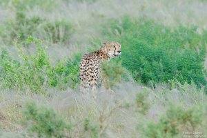 Cheetah