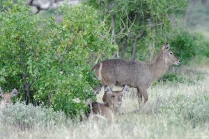 Common Waterbuck