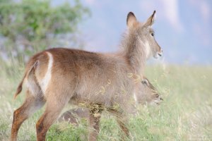 Common Waterbuck