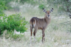 Common Waterbuck