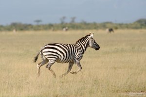 Common Zebra