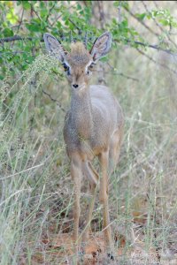Dik-Dik