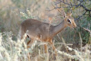 Dik-Dik