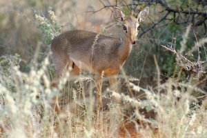Dik-Dik