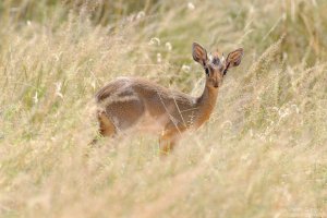 Dik-Dik