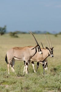 East African Oryx