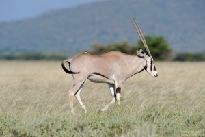 East African Oryx