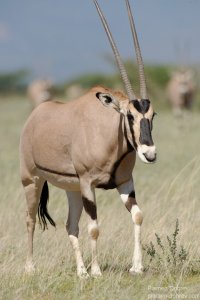 East African Oryx