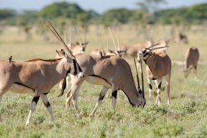East African Oryx