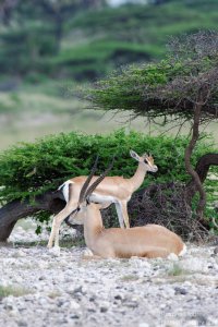 Grant`s Gazelle
