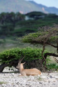 Grant`s Gazelle