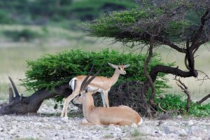 Grant`s Gazelle