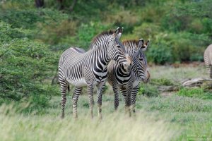 Gravy Zebra