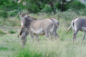 Gravy zebra