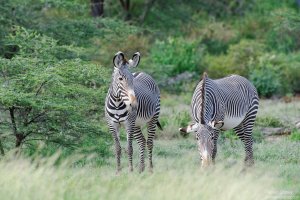 Gravy Zebra