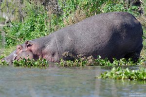 Hippopotamus