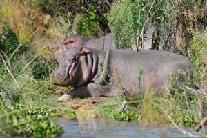Hippopotamus