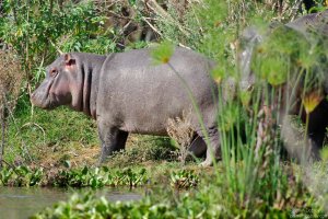 Hippopotamus