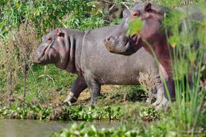 Hippopotamus