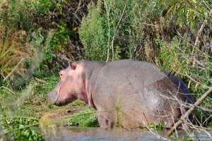 Hippopotamus