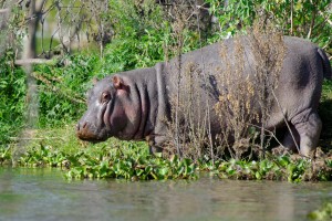 Hippopotamus
