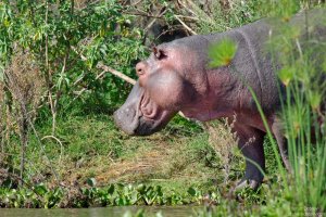 Hippopotamus