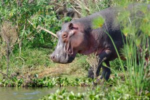 Hippopotamus