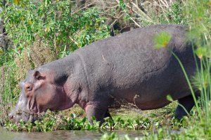 Hippopotamus