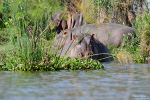 Hippopotamus