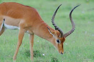 Impala