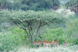 Impala