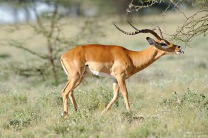 Impala
