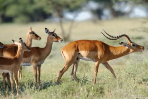 Impala