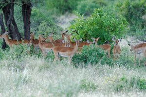 Impala