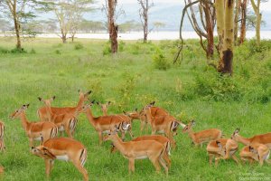 Impala
