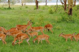 Impala