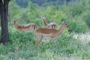 Impala