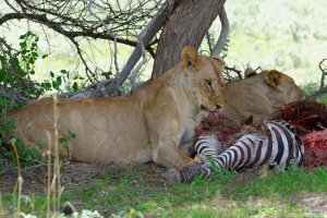 Lion