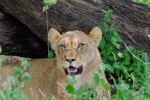 Lion