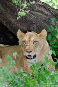 Lion