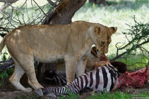 Lion