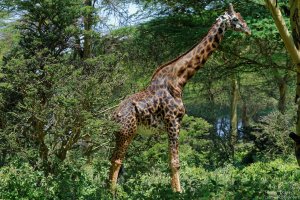Masai Giraffe