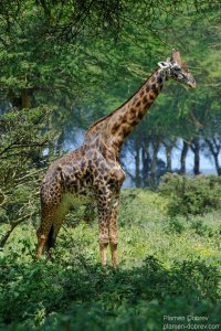 Masai Giraffe