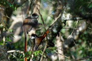 Red Tailed Monkey