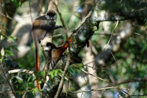 Red Tailed Monkey
