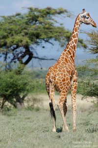 Reticulated Giraffe