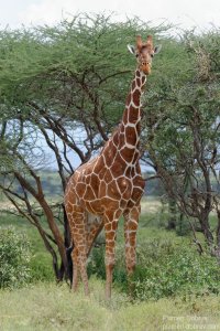 Reticulated Giraffe