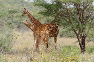Reticulated Giraffe